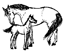 horse mare and colt